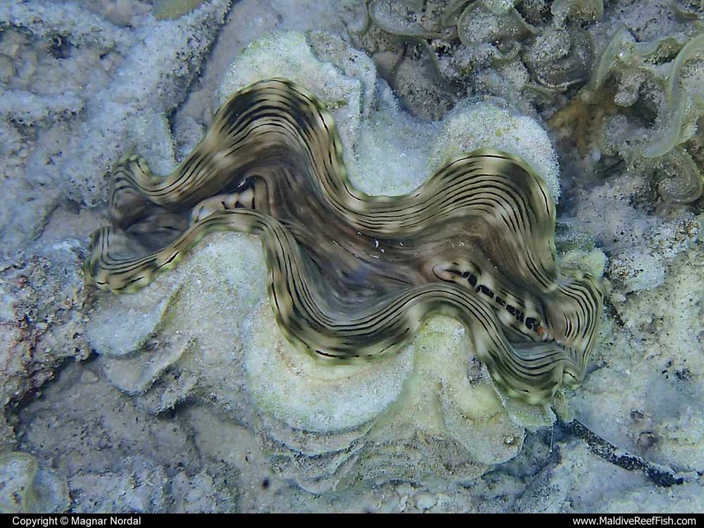 Giant Clam - Maldiver